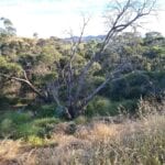 bobcat hire williamstown clearing site for fire break